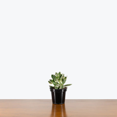 Crassula Ovata Variegated