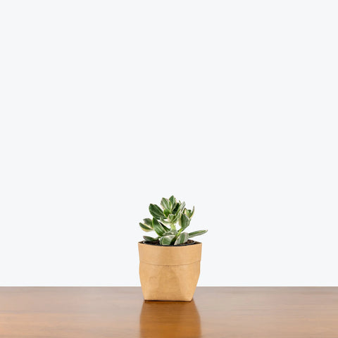 Crassula Ovata Variegated