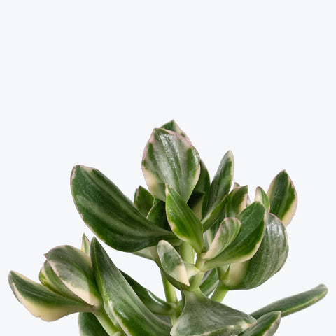 Crassula Ovata Variegated