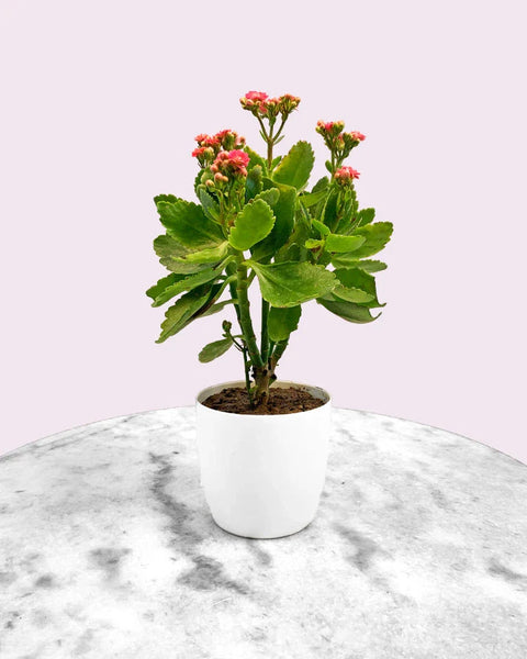 Kalanchoe Red
