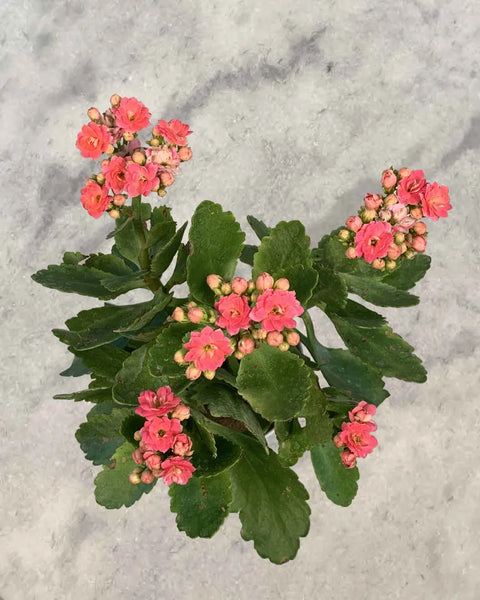 Kalanchoe Red