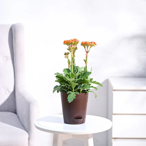 Kalanchoe Orange