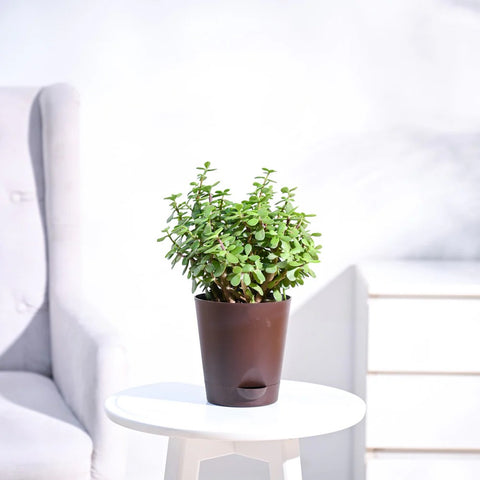 Jade Mini