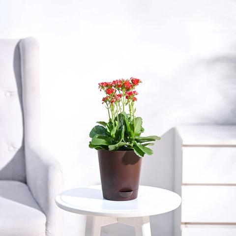 Kalanchoe Red