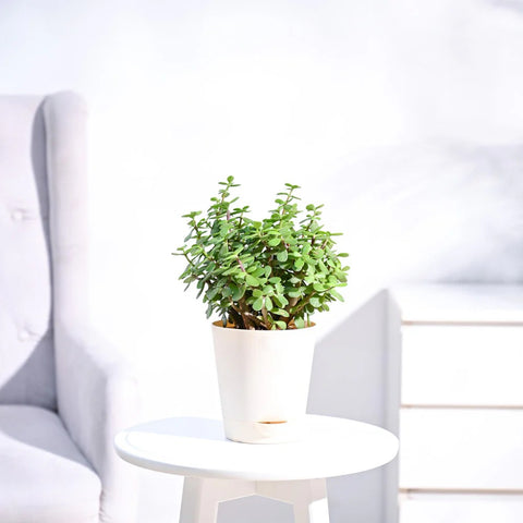 Jade Mini