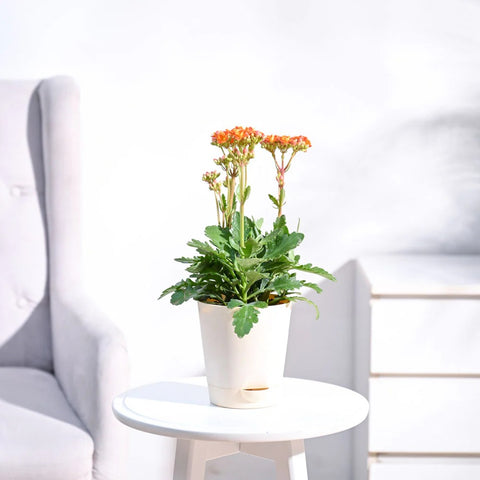 Kalanchoe Orange