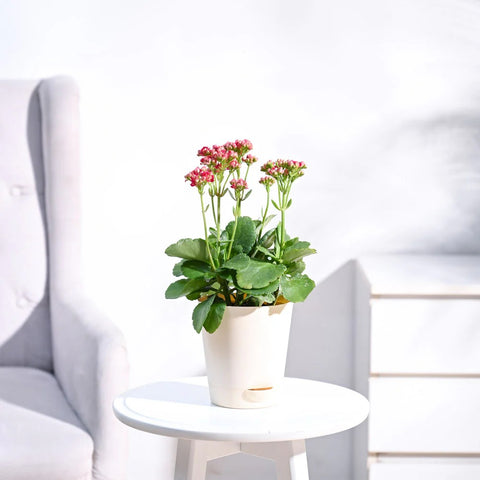Kalanchoe - Pink