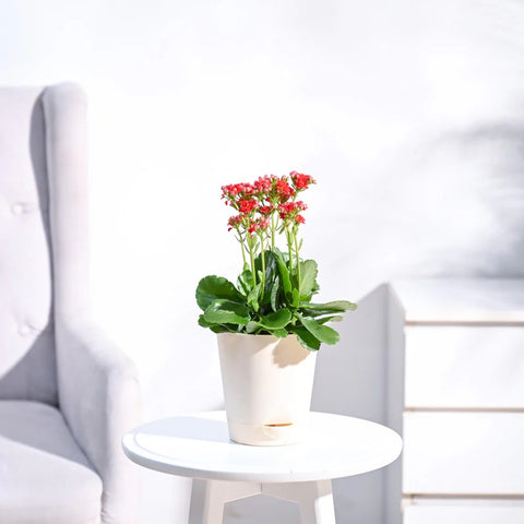 Kalanchoe Red
