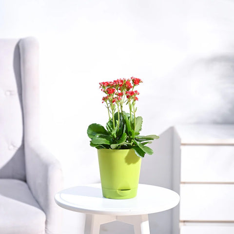 Kalanchoe Red
