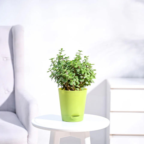 Jade Mini