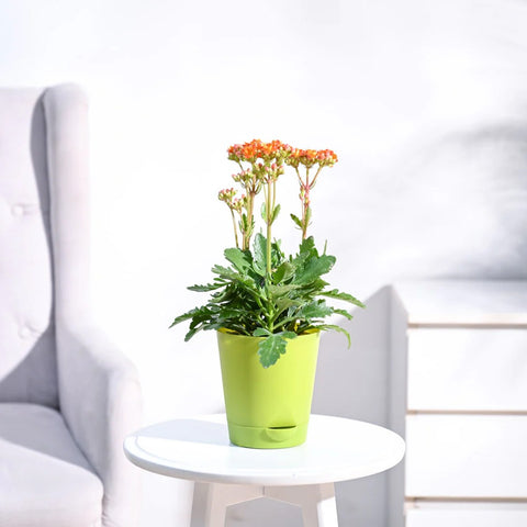 Kalanchoe Orange