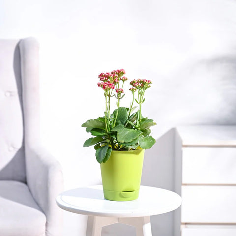 Kalanchoe - Pink