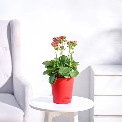 Kalanchoe - Pink