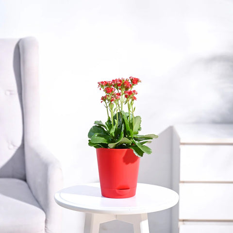 Kalanchoe Red