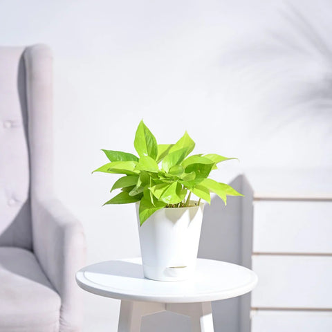 Money Plant Golden