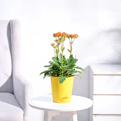 Kalanchoe Orange