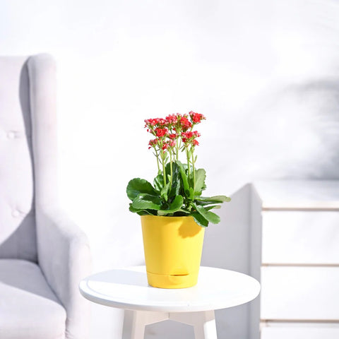 Kalanchoe Red
