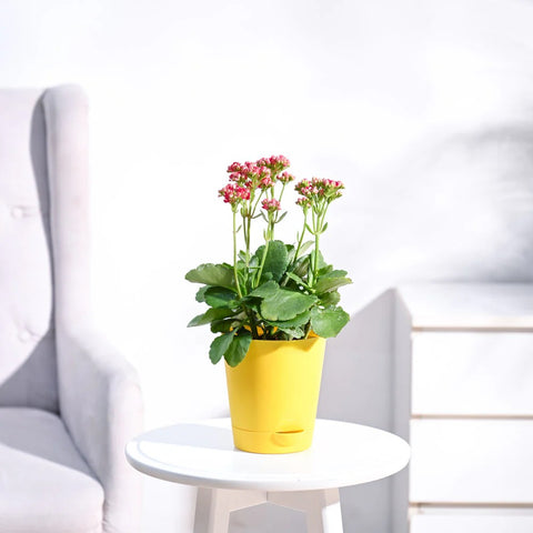 Kalanchoe - Pink