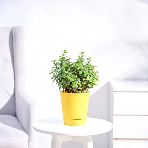 Jade Mini
