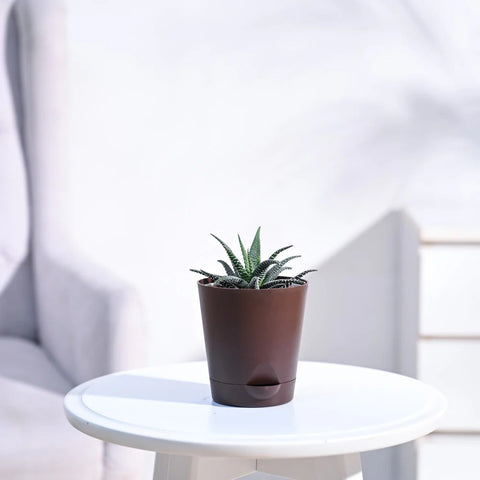 Haworthia Fasciata