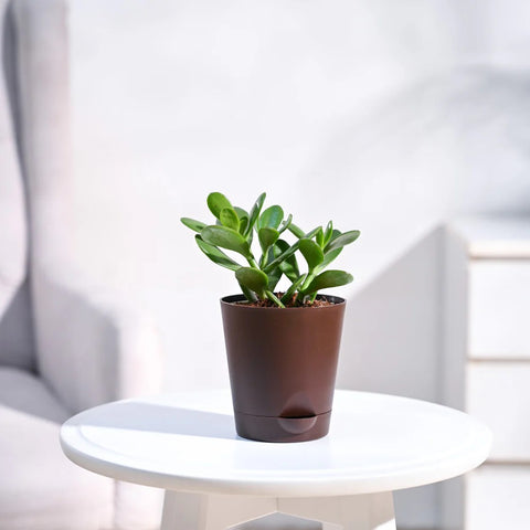 Crassula Ovata