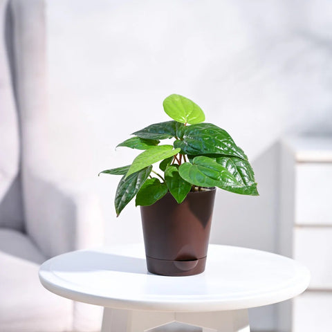 Betel Leaf