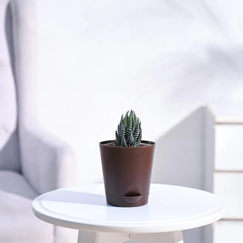 Haworthia Coarctata