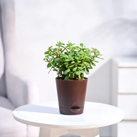 Jade Mini