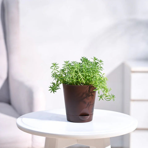 Golden Sedum