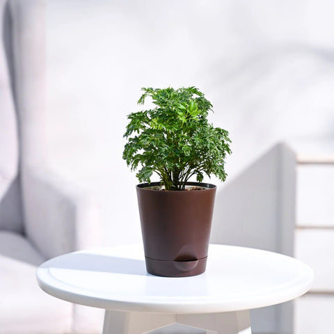 Aralia Golden