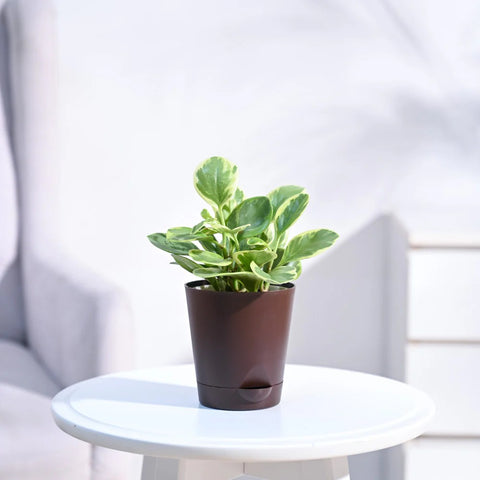 Peperomia Obtusifolia Variegated