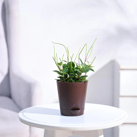 Peperomia Angulata