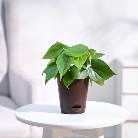 Philodendron Oxycardium Green