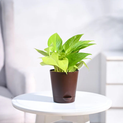 Money Plant Golden