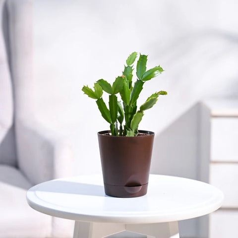Christmas Cactus