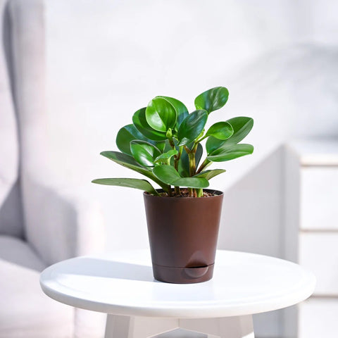 Peperomia Obtusifolia