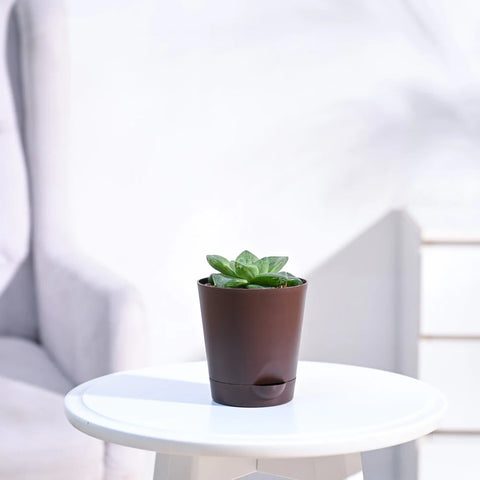 Haworthia Cymbiformis