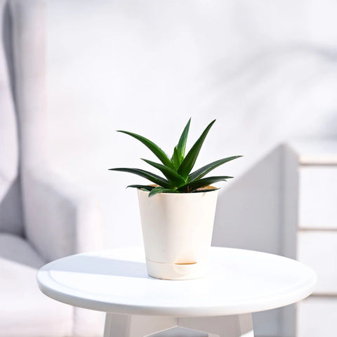 Aloe Vera Green Mini