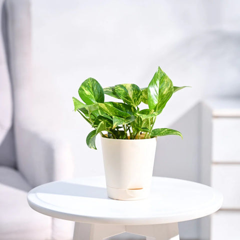 Money Plant Variegated