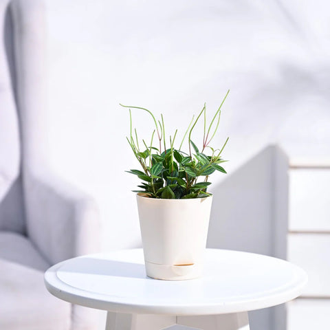 Peperomia Angulata