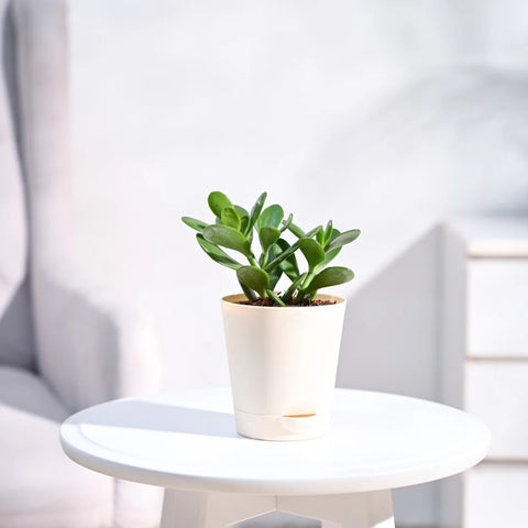 Crassula Ovata