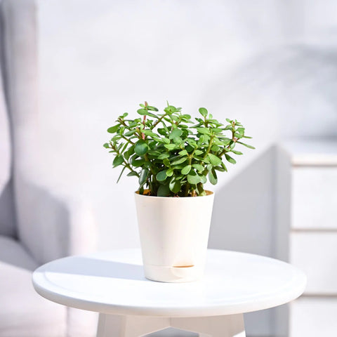 Jade Mini