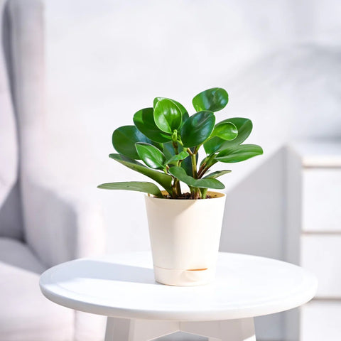 Peperomia Obtusifolia