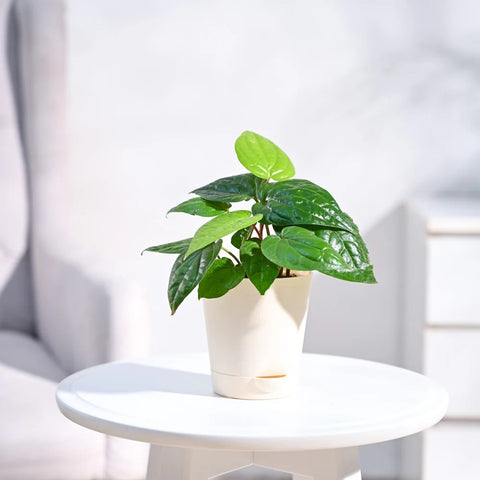 Betel Leaf