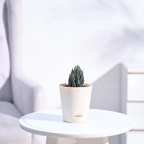 Haworthia Coarctata