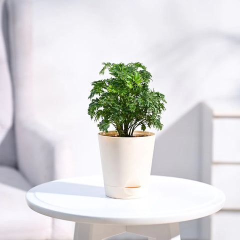 Aralia Golden