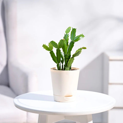 Christmas Cactus
