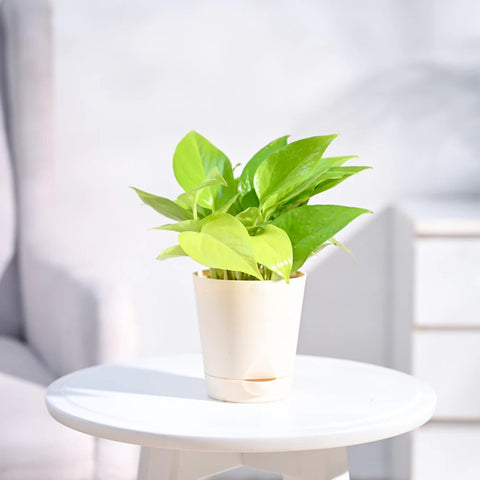 Money Plant Golden