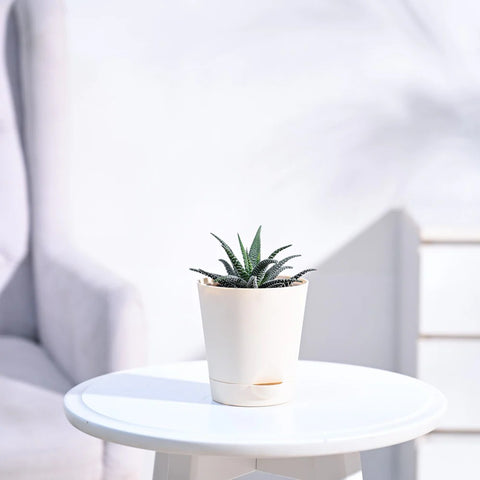 Haworthia Fasciata