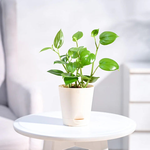 Peperomia Obtusifolia - Green